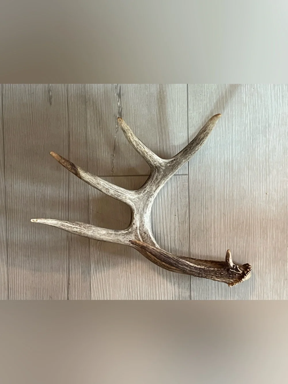 Natural Brown and Cream Deer Antler Wall Accent